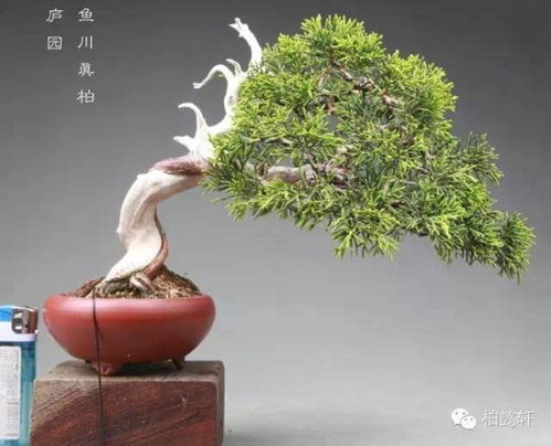 崖柏盆景藝術(shù) 玩崖柏的最高境界