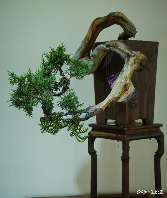 用"命"換來(lái)的"崖柏",曾經(jīng)貴比黃金,如今卻無(wú)人問(wèn)津賣不出去