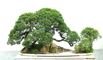 真柏 龍柏 圓柏 側(cè)柏 崖柏 扁柏的區(qū)別辨識