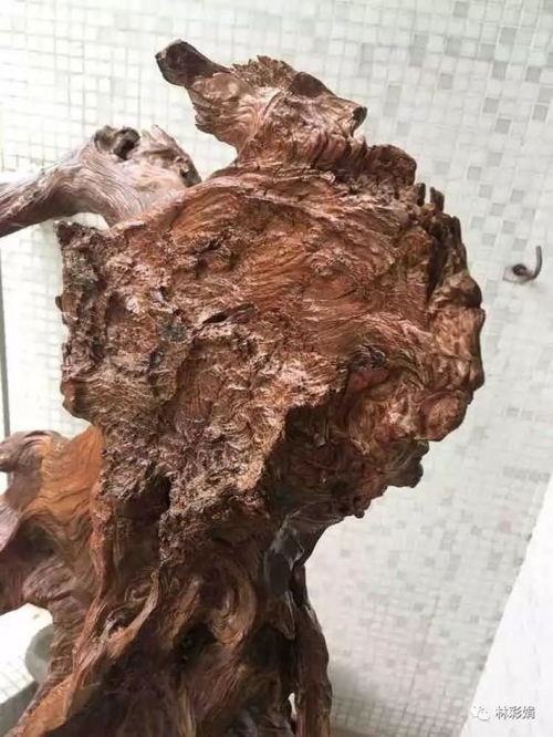 崖柏的神奇?zhèn)髡f與老茬頭的形成