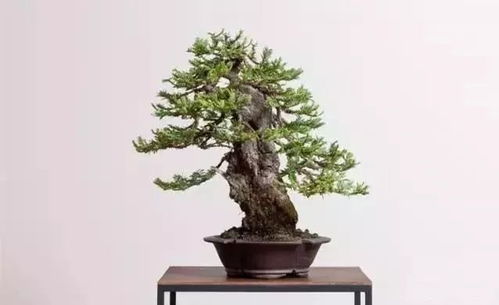 盆景也有專業(yè)術(shù)語,大家來看看