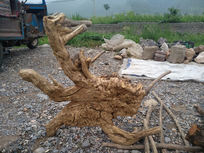 崖柏 春風(fēng)化雨中的生命禮贊