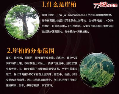 崖柏芳華 薄荷涼香佛手串的優雅韻味