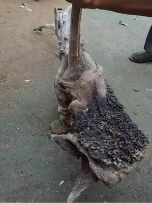 崖柏五靈脂 自然饋贈與視覺挑戰