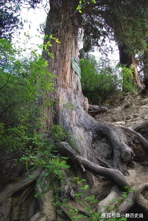 市場上用于高仿崖柏的四種木頭，趕緊看看手中的根雕，你中招了嗎？