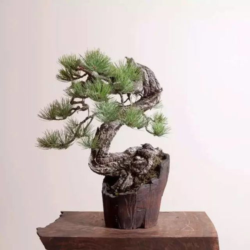 崖柏 懸崖上的生命奇跡