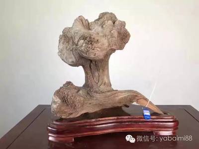 小小的一件崖柏，為何價(jià)值過萬？