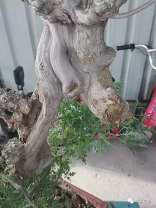 崖柏何必險中求，身邊何嘗無風景